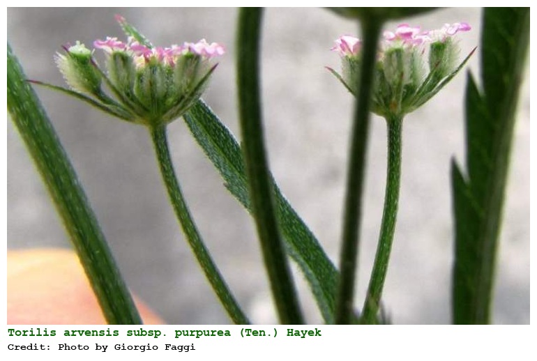 Torilis arvensis subsp. purpurea (Ten.) Hayek